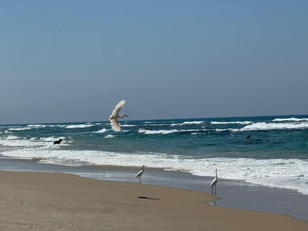 Zdjęcie Leonardo Suite Tel Aviv Bat Yam (ex. Mercure Suites Bat Yam) 4*