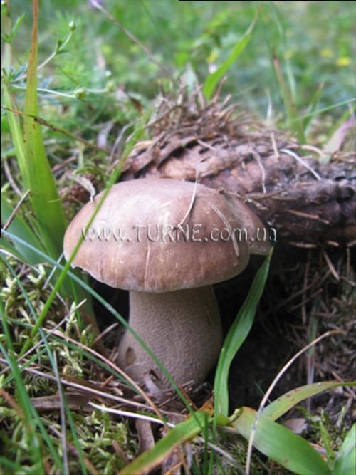 Готель Усадьба Данчуков усадьба